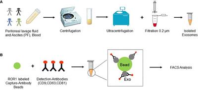 Exosomal ROR1 in peritoneal fluid identifies peritoneal disseminated PDAC and is associated with poor survival